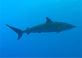 шовкова акула   наукова класифікація   Міжнародне наукове назву