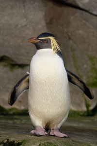 Білокрилі пінгвіни живуть на Австралійський берегах