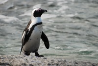 В Африці живе тільки один підвид пінгвінів - Очкові